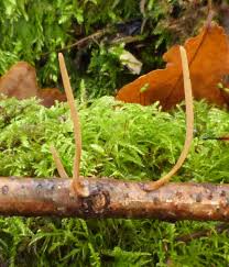 Attēlu rezultāti vaicājumam “Macrotyphula juncea”