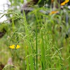 Attēlu rezultāti vaicājumam “Glyceria striata fruit”