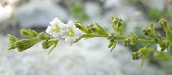 Attēlu rezultāti vaicājumam “Thesium ebracteatum leaf”