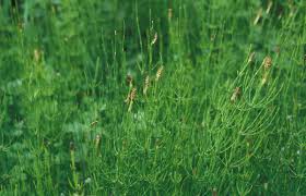 Attēlu rezultāti vaicājumam “Equisetum palustre”