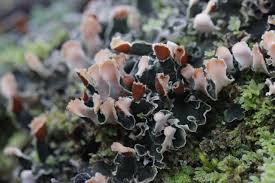 Attēlu rezultāti vaicājumam “Peltigera praetextata”