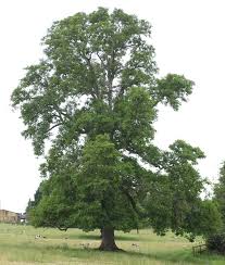 Attēlu rezultāti vaicājumam “Juglans regia”