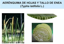 Attēlu rezultāti vaicājumam “Typha latifolia fruit”