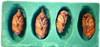 Attēlu rezultāti vaicājumam “Retinia resinella pupa”