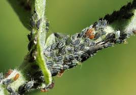 Attēlu rezultāti vaicājumam “Aphis farinosa”