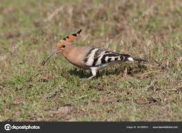 Image result for hoepoe