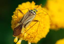 Attēlu rezultāti vaicājumam “Adelphocoris lineolatus imago”