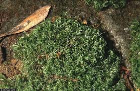 Attēlu rezultāti vaicājumam “Paraleucobryum longifolium”