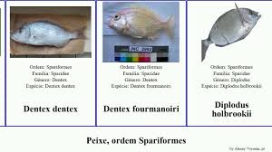 Image result for Calamus nodosus