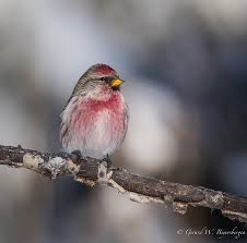 Attēlu rezultāti vaicājumam “Carduelis flammea male”