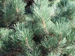 Attēlu rezultāti vaicājumam “Pinus nigra”