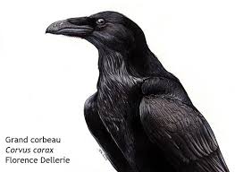 Attēlu rezultāti vaicājumam “Corvus corax adult”