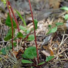 Attēlu rezultāti vaicājumam “Pyrola chlorantha”