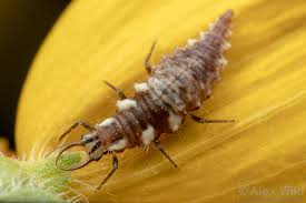 Attēlu rezultāti vaicājumam “Chrysopidae larva”