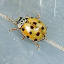 Attēlu rezultāti vaicājumam “Adalia decempunctata”