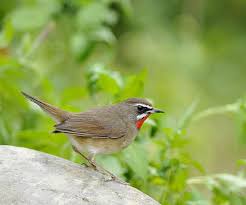 Image result for Luscinia calliope