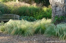 Attēlu rezultāti vaicājumam “Najas tenuissima leaf”