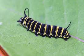 Image result for monarch caterpillar