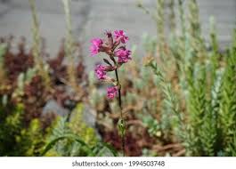 Attēlu rezultāti vaicājumam “Silene viscaria bud”