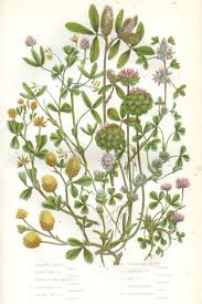 Attēlu rezultāti vaicājumam “Trifolium dubium fruit”