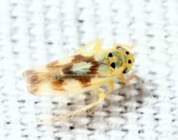 Attēlu rezultāti vaicājumam “Macrosteles nymph”