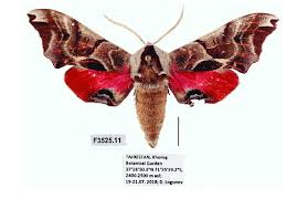 Attēlu rezultāti vaicājumam “Sphingidae”