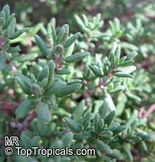 Image result for Thymus vulgaris