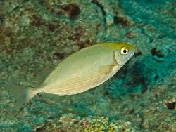 Image result for Siganus rivulatus
