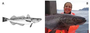 Image result for Merluccius merluccius