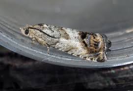 Attēlu rezultāti vaicājumam “Cydia splendana”