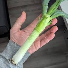 Résultat de recherche d'images pour "Allium fistulosum"