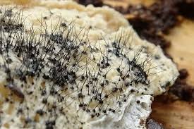 Attēlu rezultāti vaicājumam “Ophiostoma polyporicola”