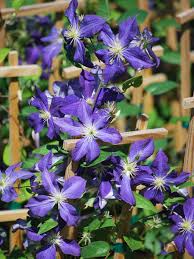 Attēlu rezultāti vaicājumam “Clematis flower”