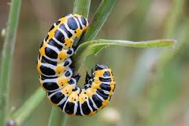 Attēlu rezultāti vaicājumam “Cucullia lucifuga”