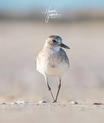 Attēlu rezultāti vaicājumam “Pluvialis squatarola”