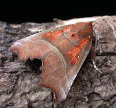 Attēlu rezultāti vaicājumam “Scoliopteryx libatrix”