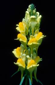 Image result for Linaria vulgaris
