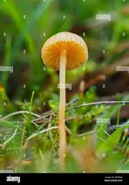 Attēlu rezultāti vaicājumam “Mycena acicula”