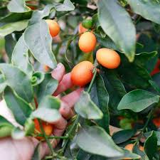 Attēlu rezultāti vaicājumam “Carex acuta fruit”