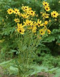 Image result for Coreopsis