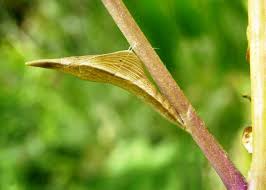 Attēlu rezultāti vaicājumam “Anthocharis cardamines underside”