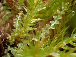 Attēlu rezultāti vaicājumam “Calypogeia sphagnicola”