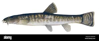 Attēlu rezultāti vaicājumam “Barbatula barbatula”