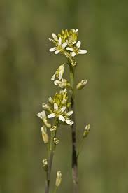 Attēlu rezultāti vaicājumam “Arabis glabra”