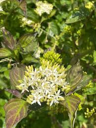 Attēlu rezultāti vaicājumam “Cornus sanguinea”