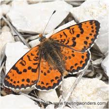 Attēlu rezultāti vaicājumam “Melitaea didyma male”