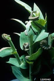 Attēlu rezultāti vaicājumam “Calophasia lunula larva”