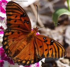 Attēlu rezultāti vaicājumam “Nymphalidae”