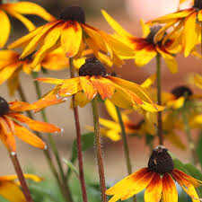 Image result for Rudbeckia