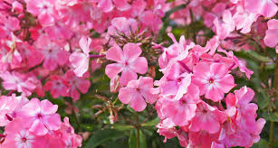 Image result for Phlox (großblumig)